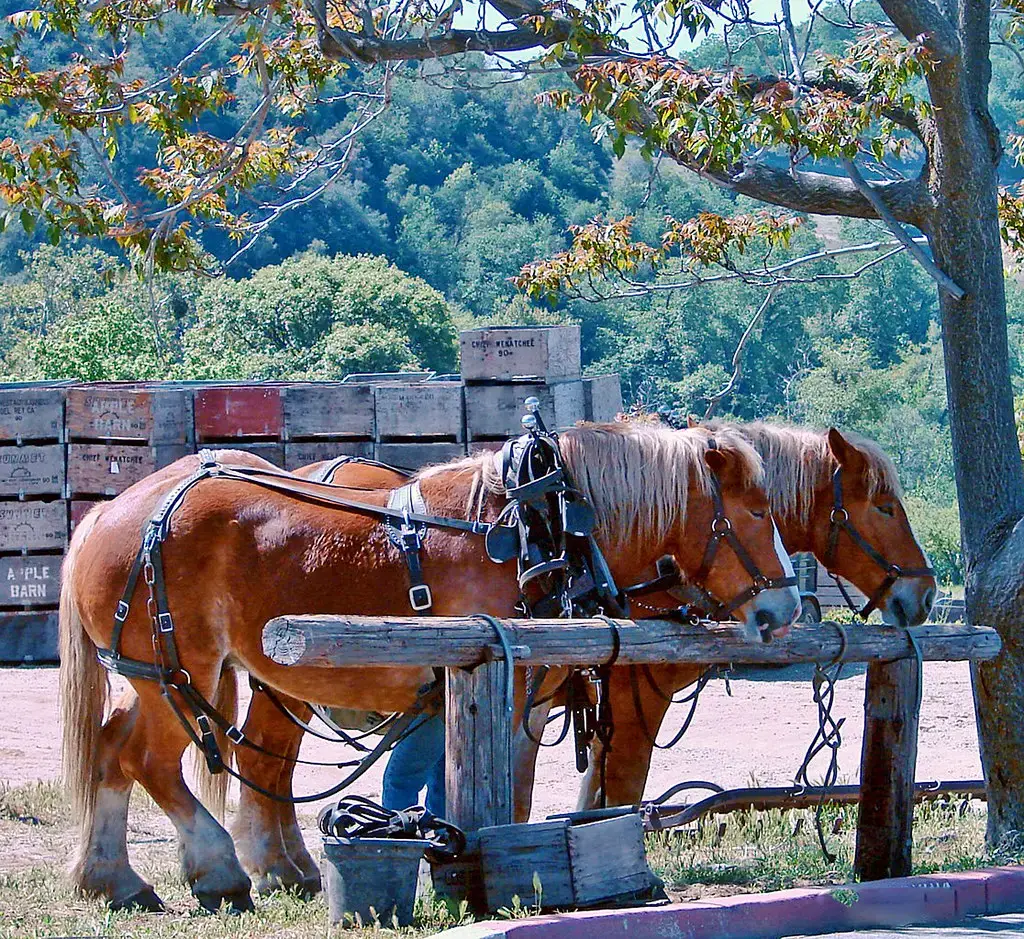 1. The Horse: The Engine Behind Every Great Empire (inkknife_2000 (14 million views), Flickr, CC BY-SA 2.0)