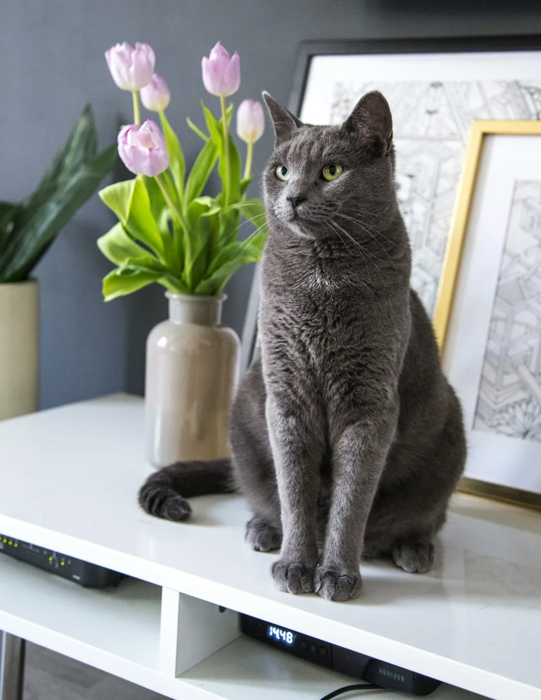 #2 Taurus – The British Shorthair: Calm, Cozy, Unbothered Royalty (Image Credits: Unsplash)