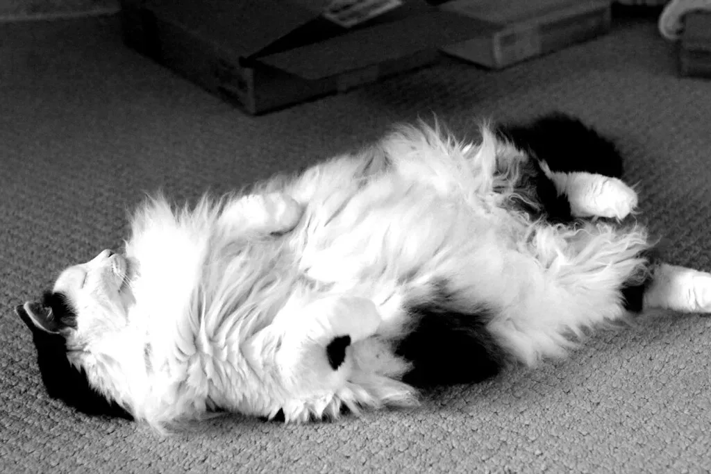 Showing Their Belly: The Ultimate Vulnerability Display (Image Credits: Flickr)
