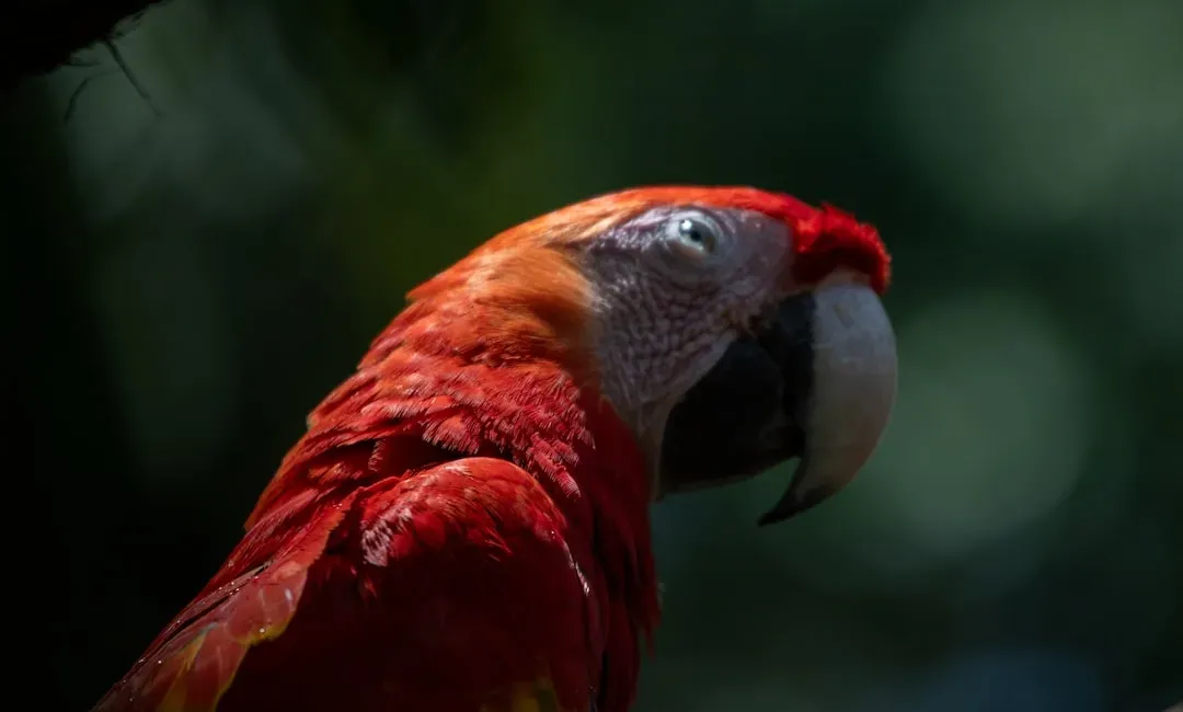3. Beak Grinding Before Lights Out (Image Credits: Unsplash)