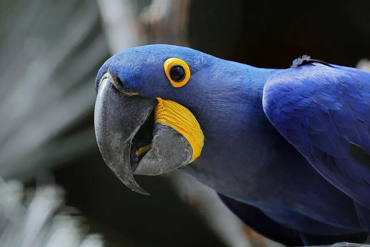 Parrots: Feathered Friends for Life (Image Credits: Pixabay)