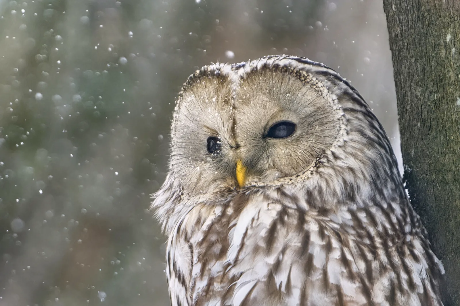 8. Quiet Notes and &ldquo;Under-the-Breath&rdquo; Calls: The Subtle Side of Owl Talk (Ural owl close-up, CC BY 2.0)