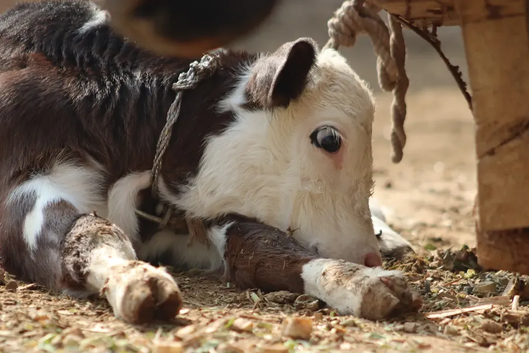 7. Baby Okapis Don't Defecate For Over A Month (Image Credits: Unsplash)