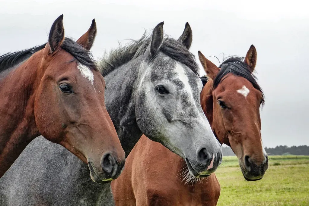 11. Some Mustang Breeds Are Genetically Unique to a Single Location (Image Credits: Rawpixel)