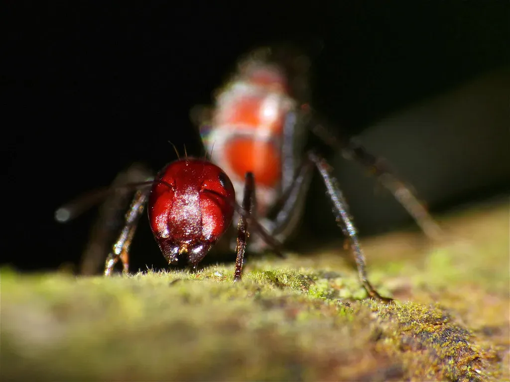 11. The Malaysian Exploding Ant: Dying to Protect the Colony (Image Credits: Flickr)