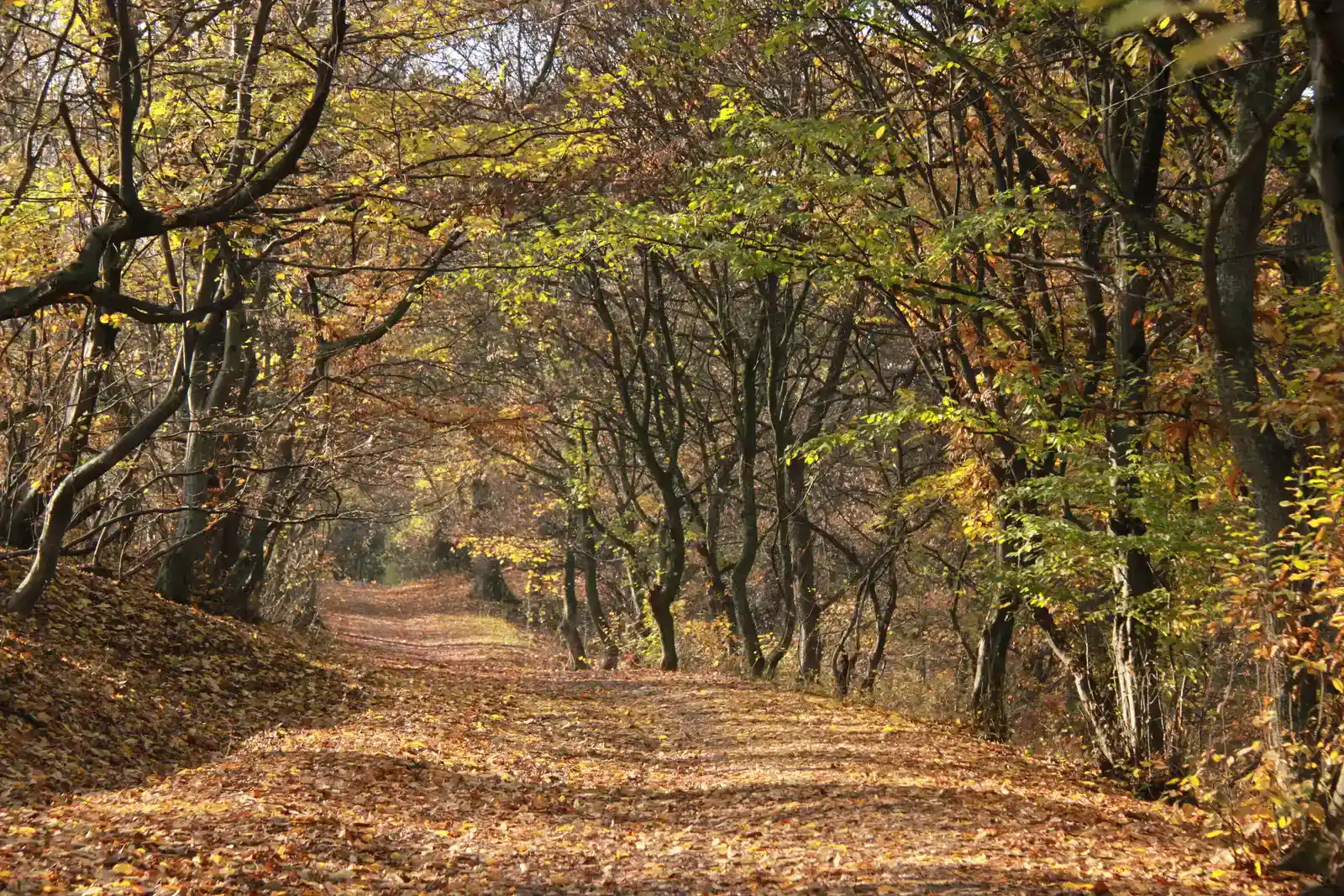 Hoia Baciu Forest, Romania (Image Credits: Wikimedia)