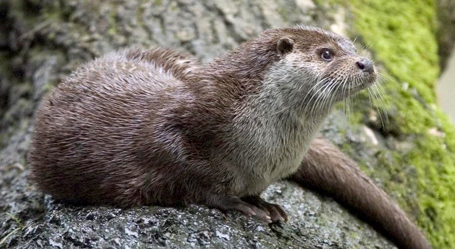 The Otter (January 20 - February 18) (Image Credits: Wikimedia)