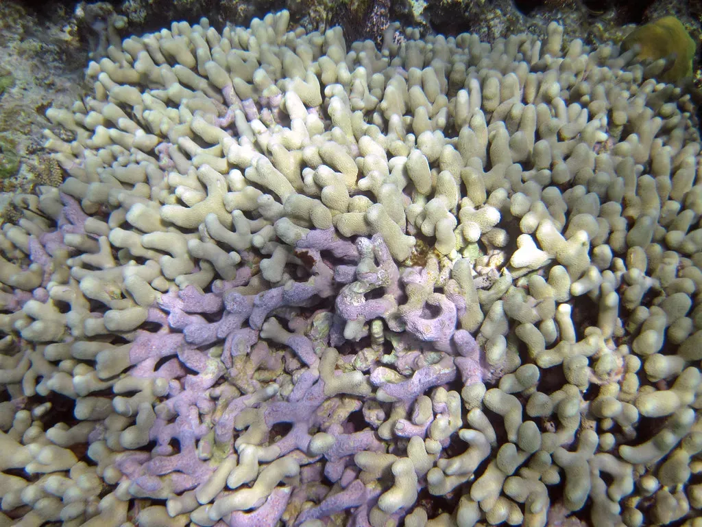 Coral and Zooxanthellae Algae: The Hidden Partnership Holding Reefs Together (James St. John, Flickr, CC BY 2.0)