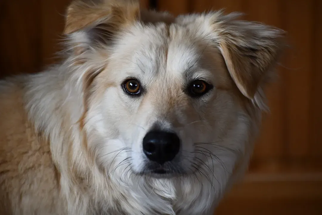 Your Dog Is Hearing a World You Can't Imagine (Image Credits: Unsplash)