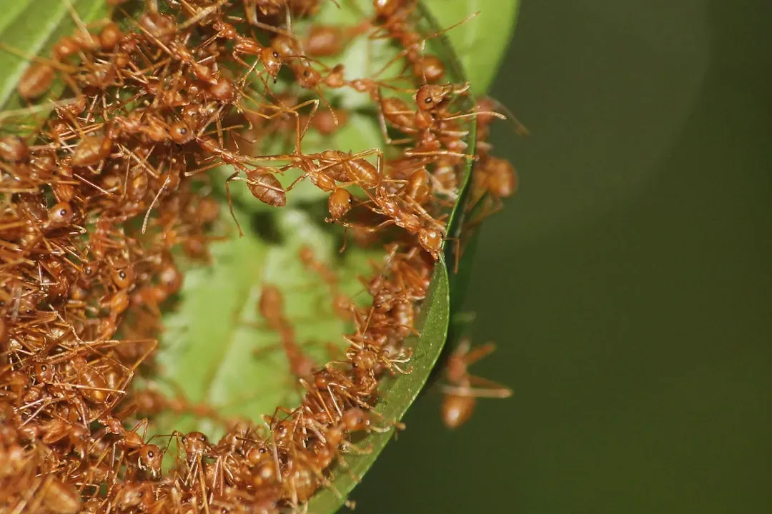 Ant Colonies: Underground Cities of Astonishing Complexity (Image Credits: Unsplash)