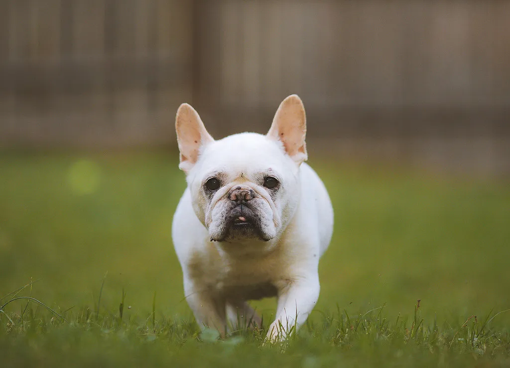 #23 - The "Small Dog Is Safer" Myth Falls Apart (RebaSpike, Flickr, CC BY 2.0)