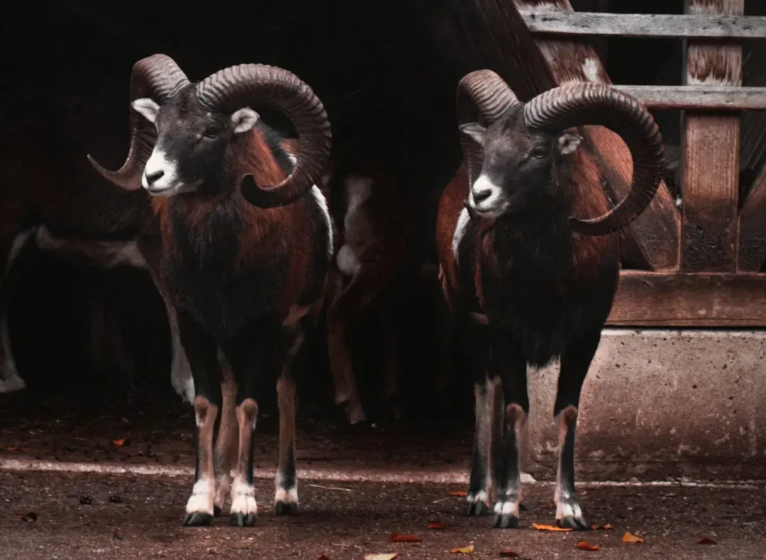 Impulsiveness and Impatience: The Ram's Shadow Side (Image Credits: Unsplash)