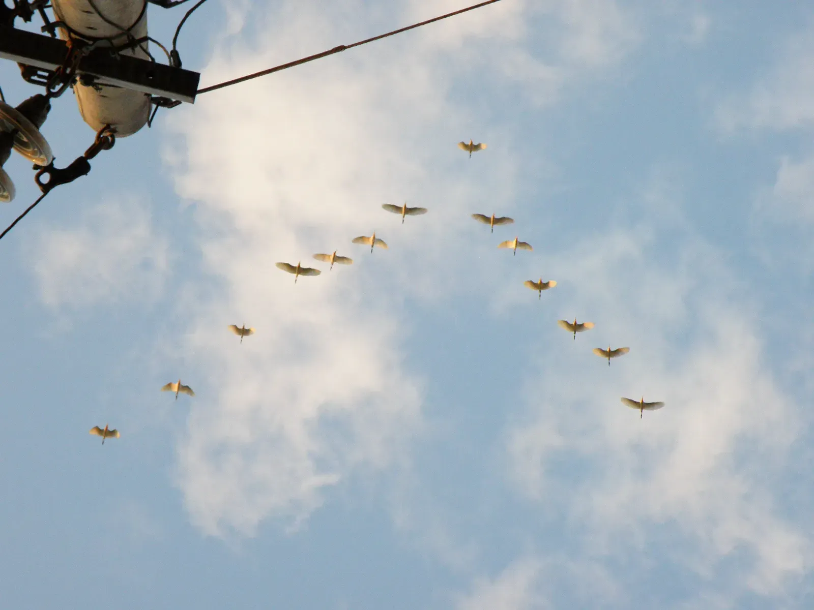 The Art of the Wingbeat: Timing Is Everything (By Dnrivera, CC BY-SA 3.0)