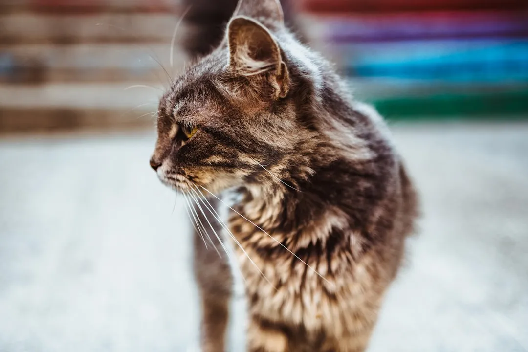 #1 &ndash; Domestic Shorthair/Mix: The Ultimate Wild Card (Image Credits: Unsplash)