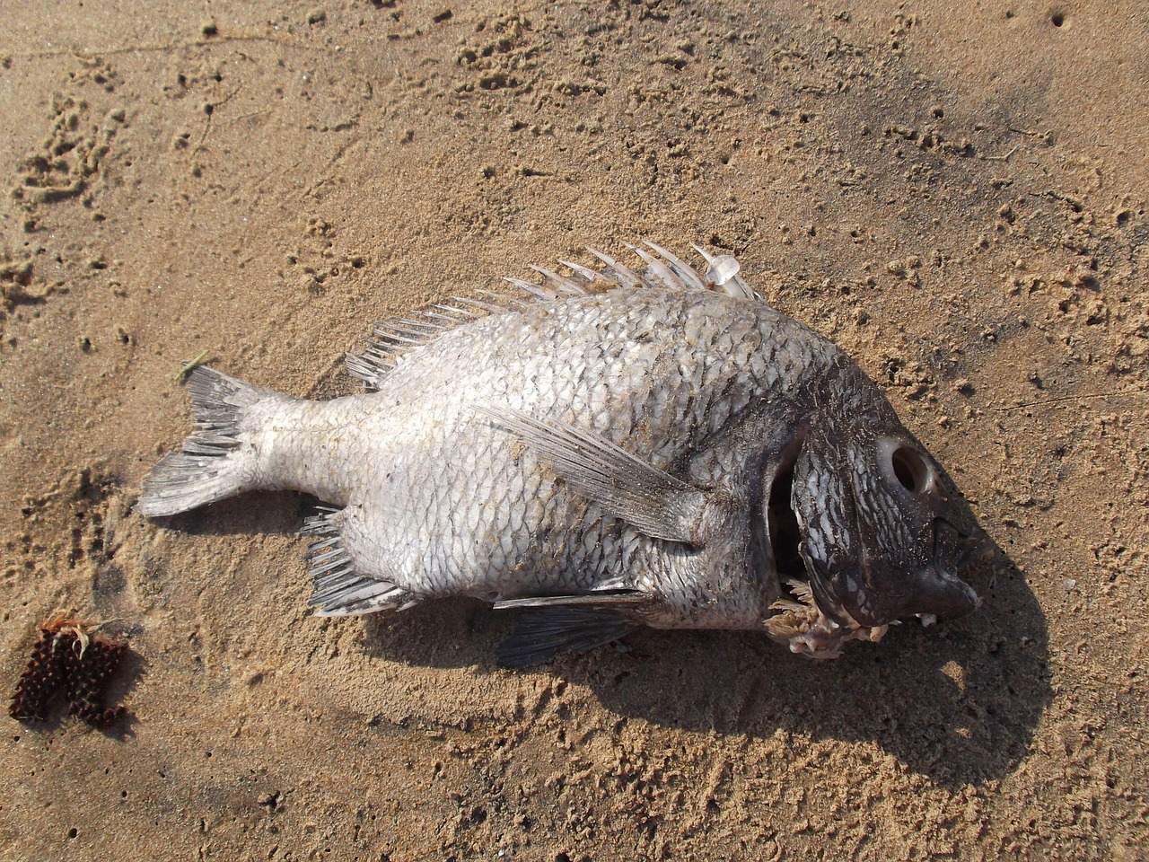 Mass Animal Deaths Without Clear Explanations (Image Credits: Pixabay)