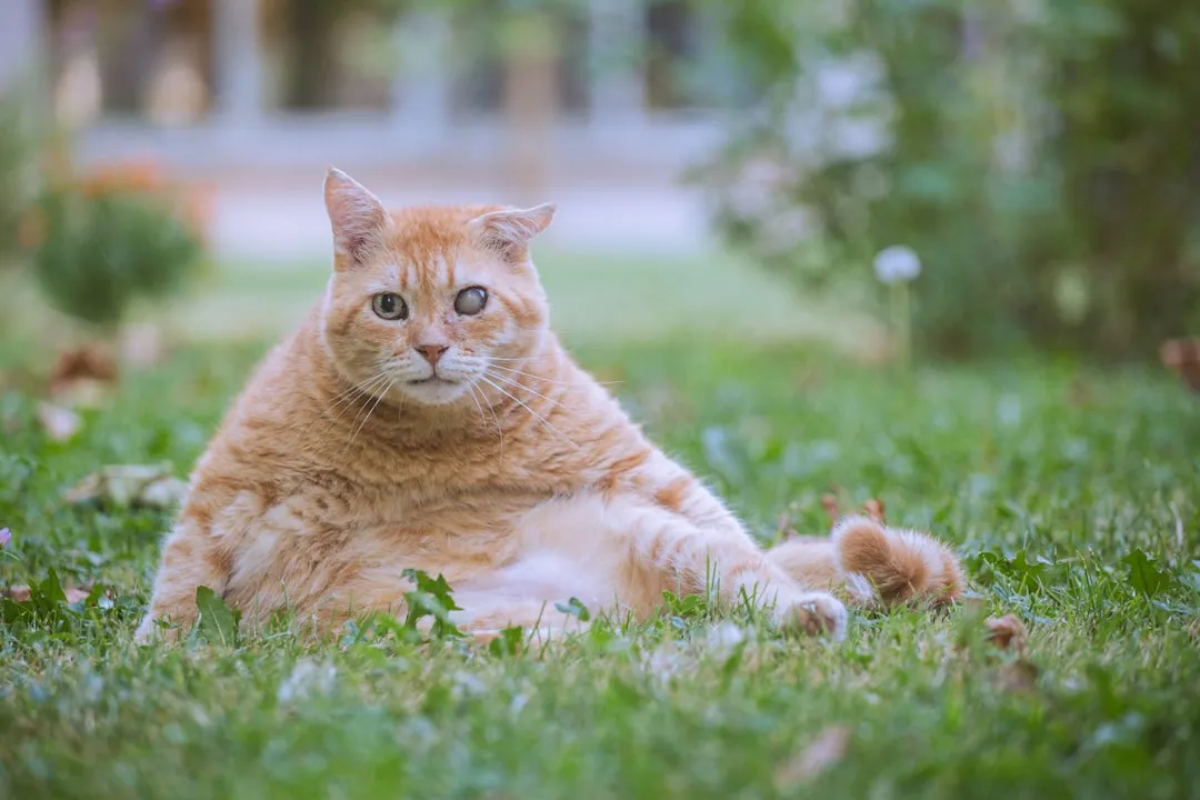 #16 - Weight Loss You Only Notice in Old Photos (Image Credits: Unsplash)