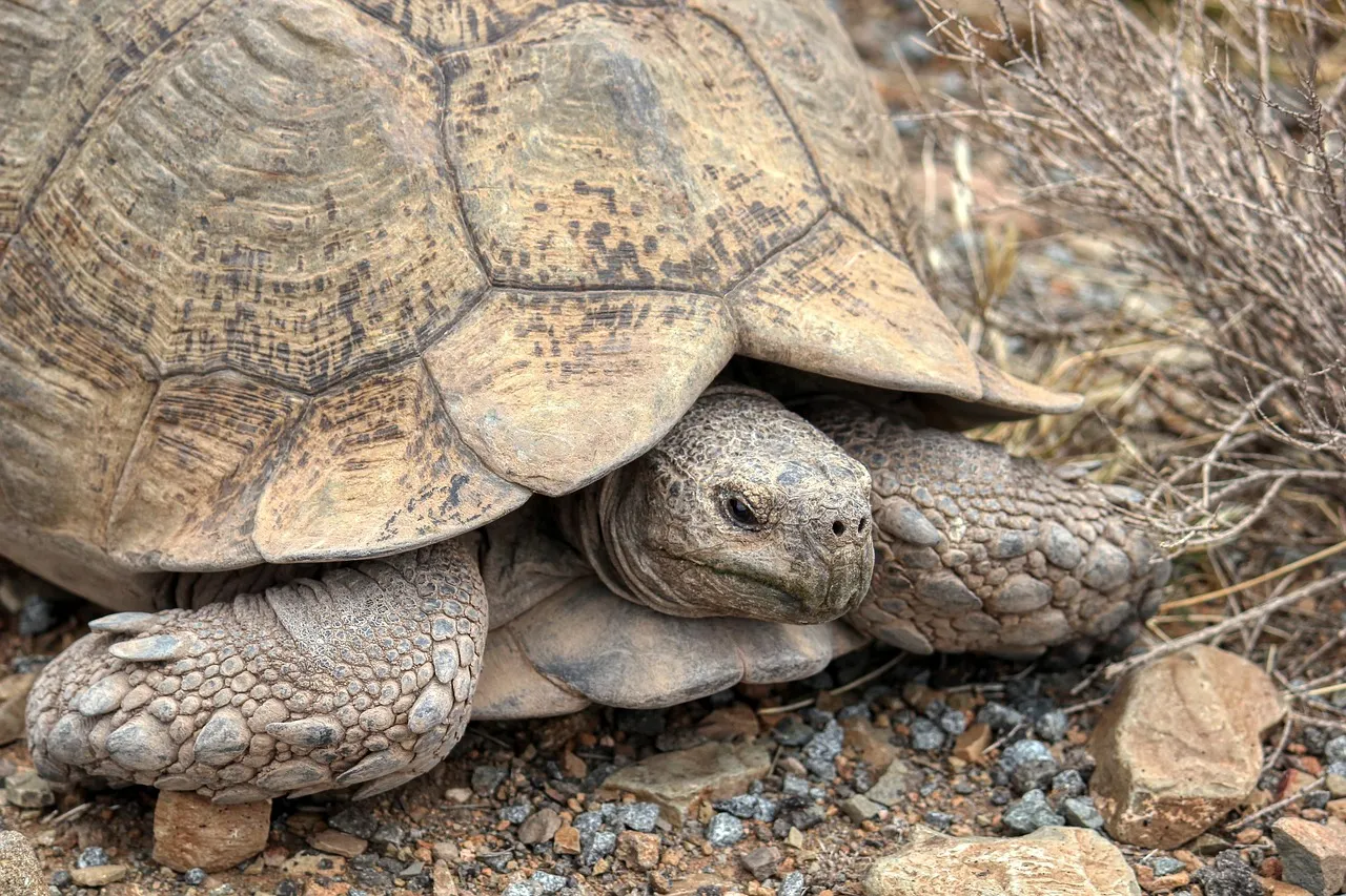 The Third Survivor: Respecting Night Wildlife, Not Fighting It (Image Credits: Pixabay)