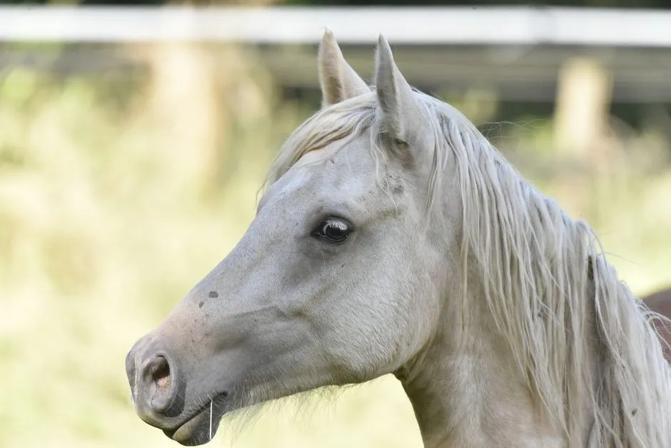 #11 - Arabian (Image Credits: Pexels)