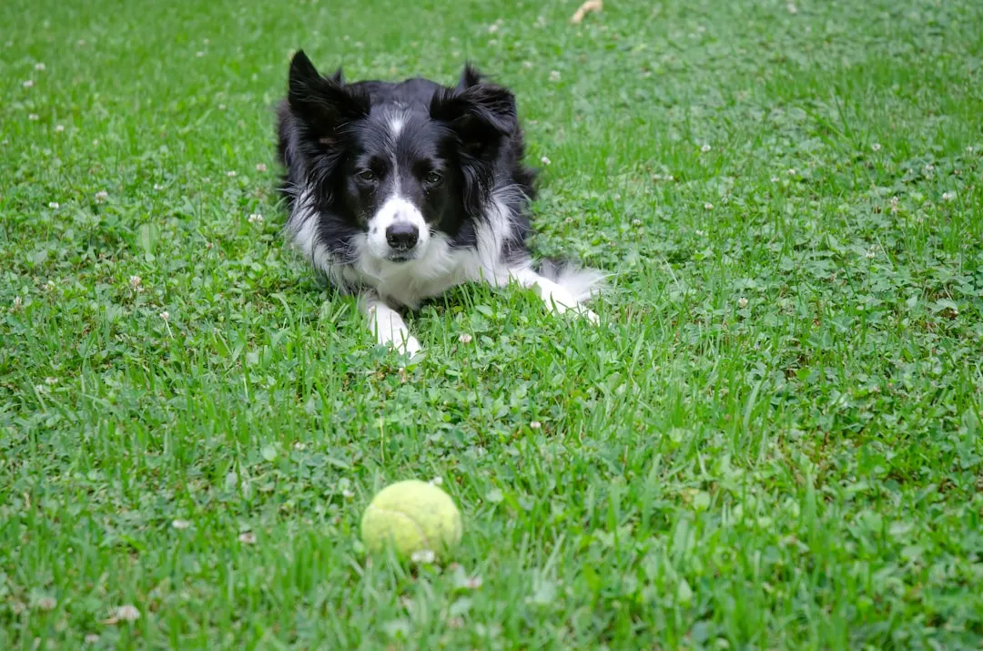 #5 - The Obsession With Balls, Frisbees, and Anything That Moves (Image Credits: Unsplash)