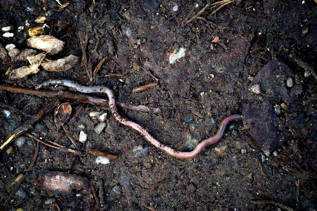 Earthworms: The Surface Dwellers (Image Credits: Unsplash)