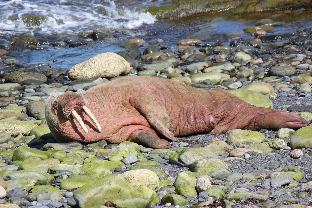 Cancer: The Nurturing Walrus (Image Credits: Pixabay)