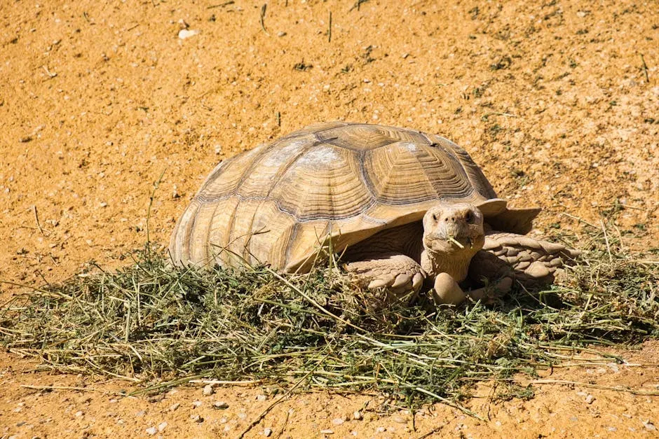 4. The Desert Tortoise: Master of the Underground (Image Credits: Pexels)