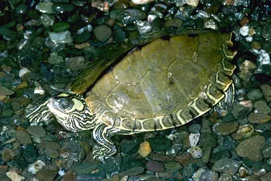 Pascagoula Map Turtle: The Contour-Marked Wonder (Image Credits: Wikimedia)