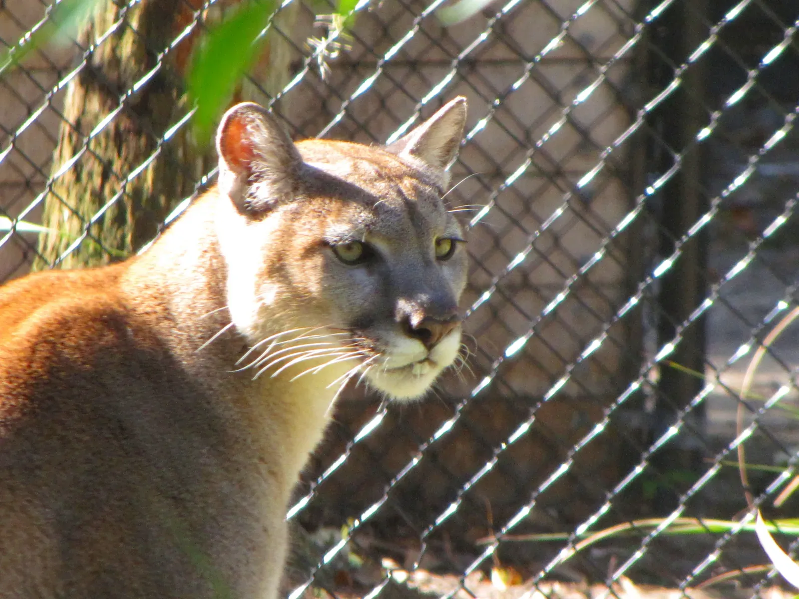 What Makes the Florida Panther Unique (Image Credits: Wikimedia)