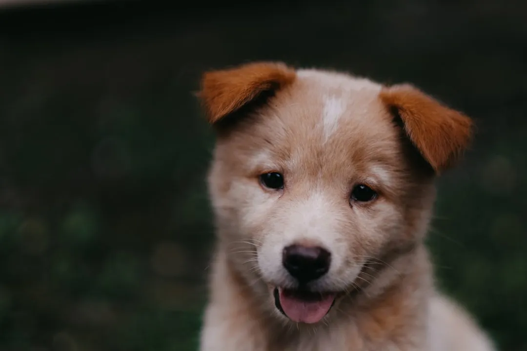 #4 Cancer: the shy, timid puppy (Image Credits: Unsplash)