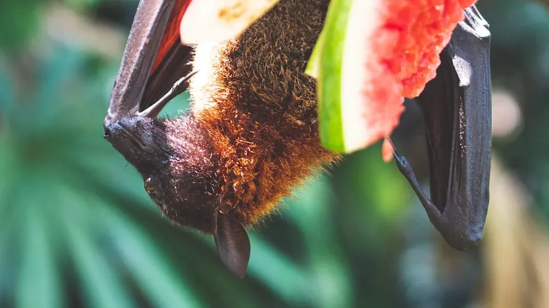 9. The Straw-Colored Fruit Bat: Africa's Forgotten Migration Spectacle (Image Credits: Unsplash)
