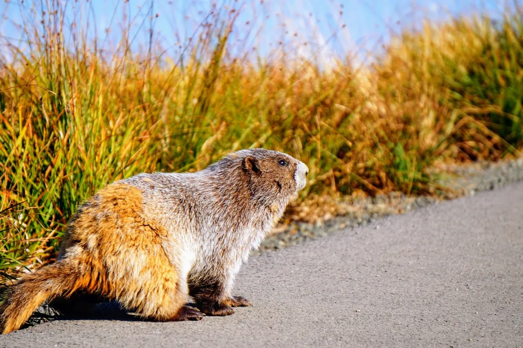 Washington: A Marmot Haven (Image Credits: Unsplash)