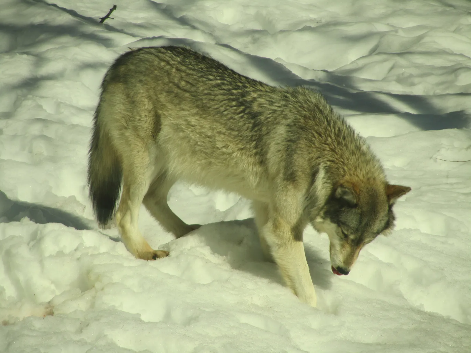 #6 Adaptability to New Environments (Haliburton Forest Wolf Centre - March 2011 - 022, CC BY 2.0)