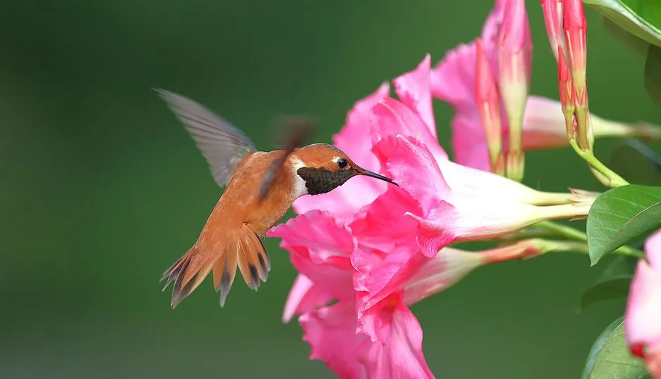 #31 - Rufous Hummingbird: A Long-Distance Migrant in Trouble (Image Credits: Pexels)