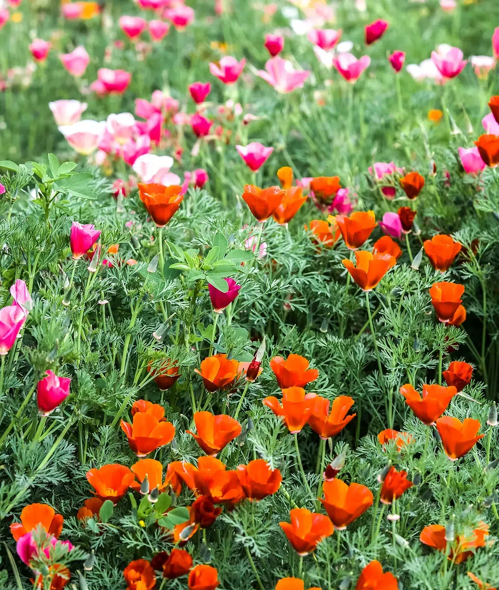 1. Layered Planting Beds Packed With Native Flowers (Image Credits: Rawpixel)