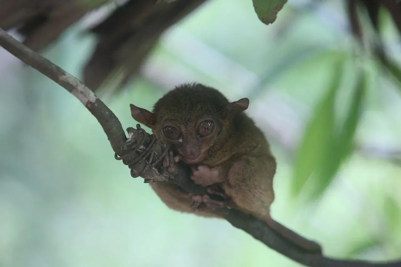 8. Their Ears Are Independently Mobile, Like Two Tiny Biological Radars (Image Credits: Pixabay)