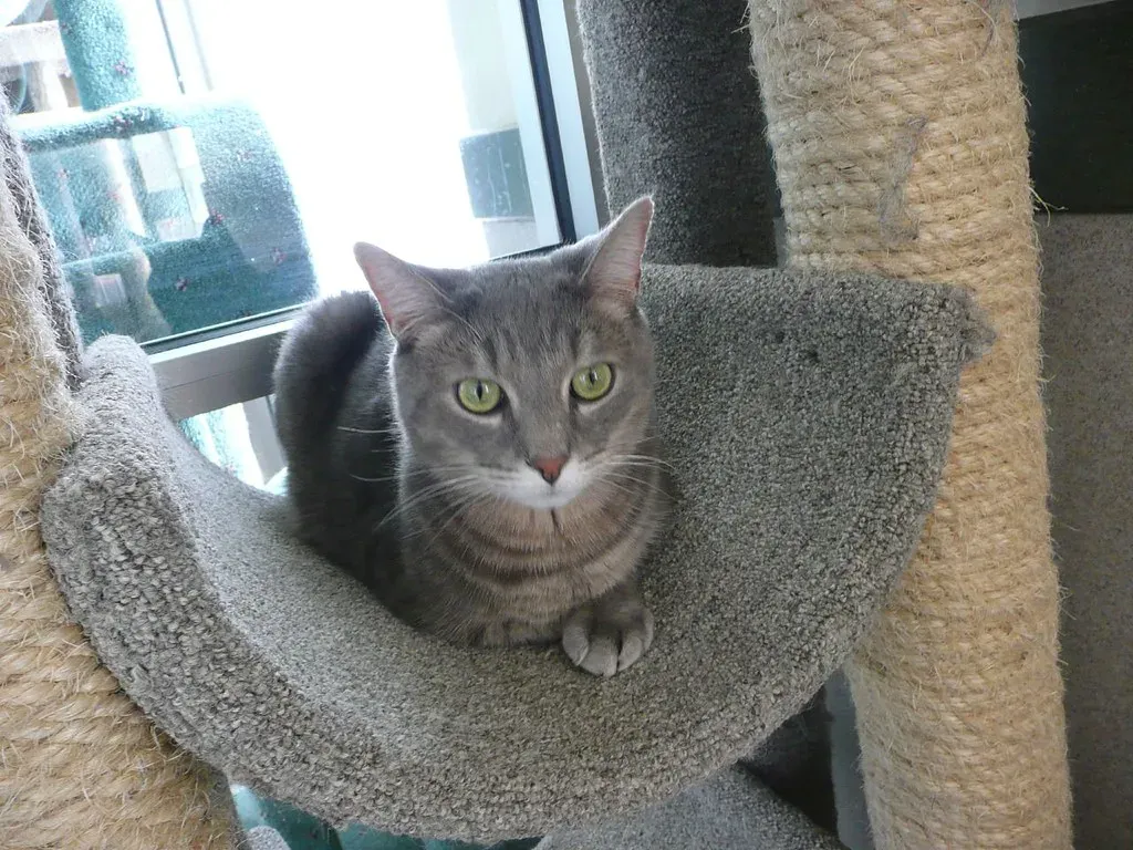 When Care Is a Lifeline: Rescues, Sanctuaries, and Second Chances (angela n., Flickr, CC BY 2.0)