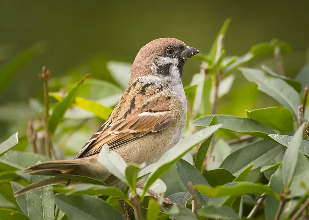 Bringing It All Together: Your Bird Paradise Awaits (hedera.baltica, Flickr, CC BY-SA 2.0)