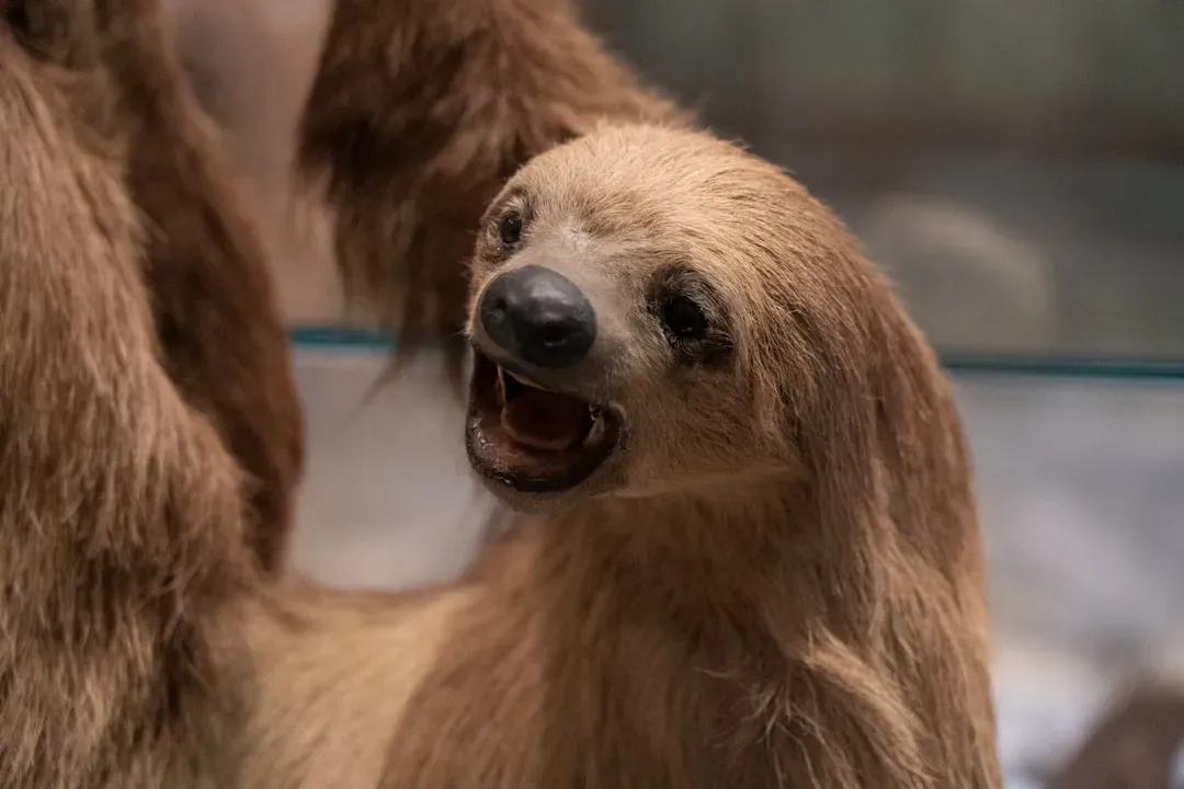 The Giant Ground Sloth (Image Credits: Unsplash)