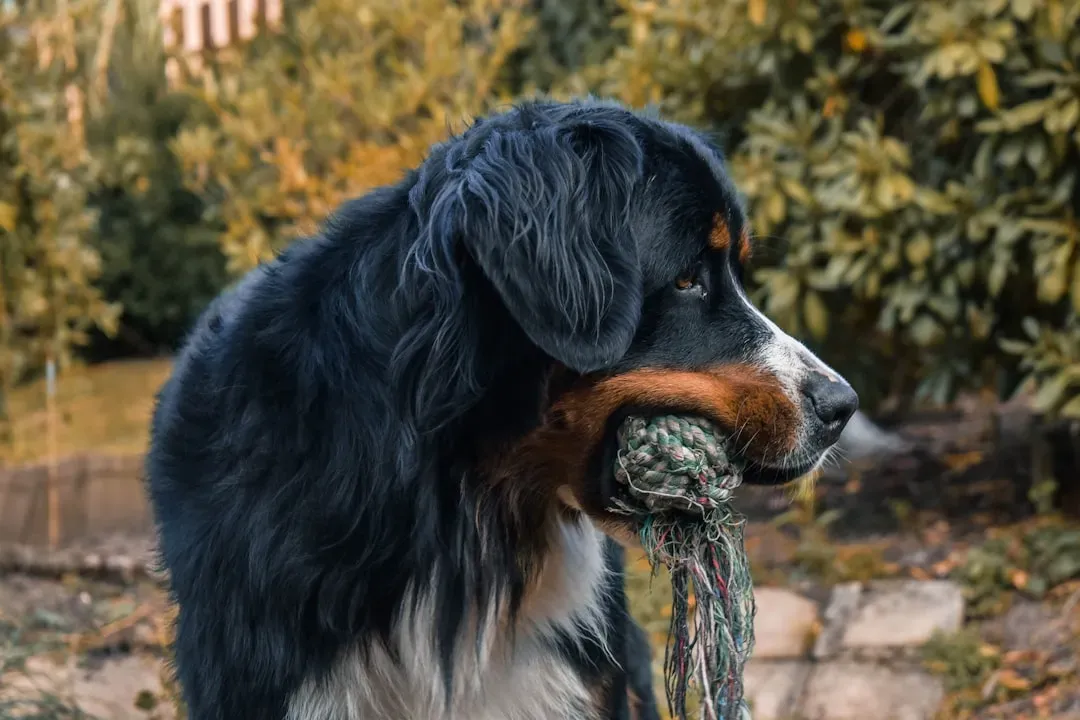 Bernese Mountain Dog (Image Credits: Unsplash)