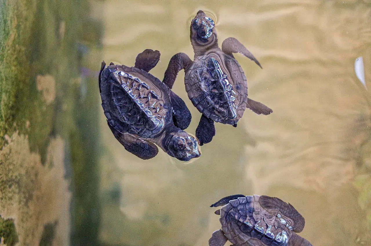 4. The Painted Turtle Hatchling: Frozen Babies Under the Ice (Image Credits: Pixabay)