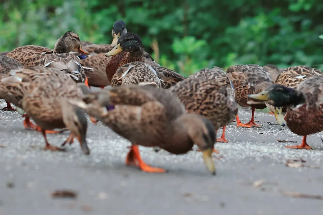 #2 - Birds Are Comfortable Eating on the Ground, Not Just Darting In and Out (Image Credits: Unsplash)