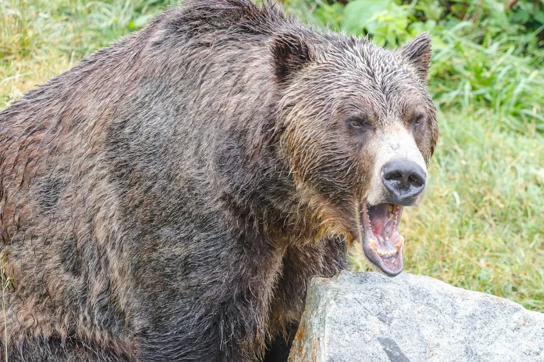 Never Approach or Surprise a Bear (Image Credits: Unsplash)