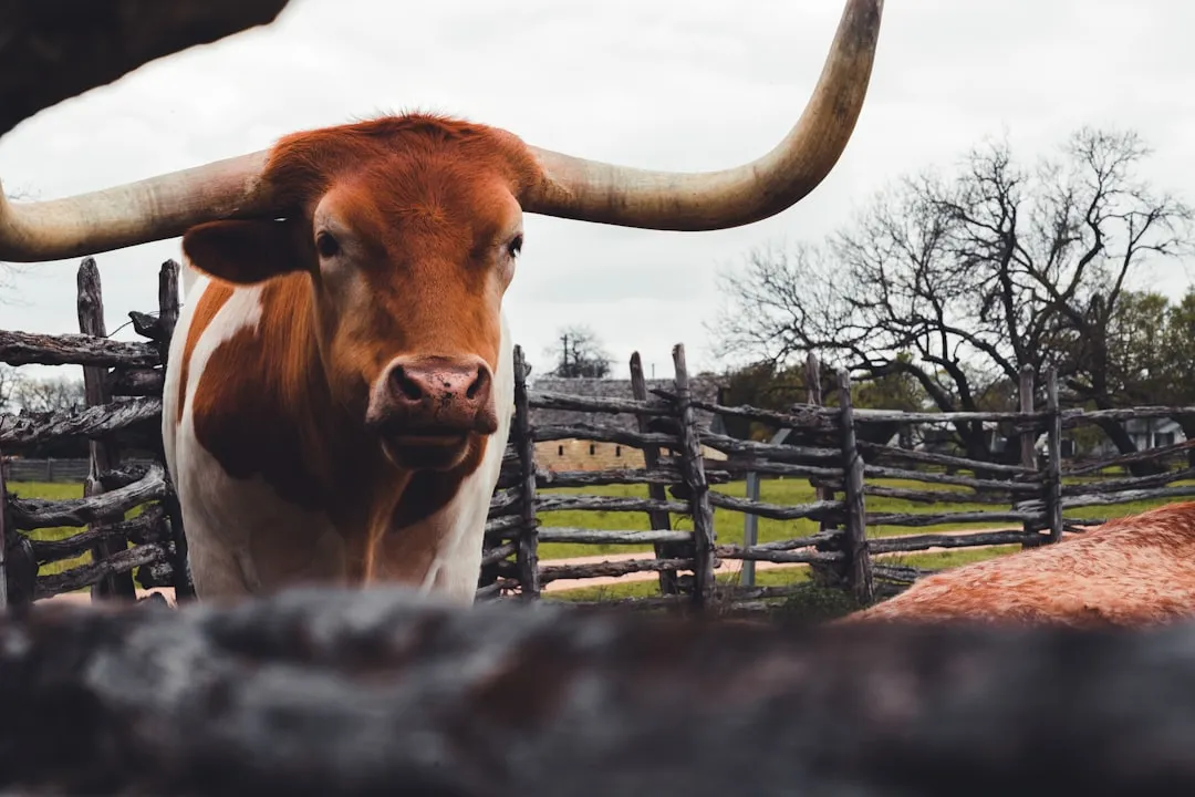 Ranching for Wildlife: Private Prairie Reserves of the Texas Panhandle (Image Credits: Unsplash)
