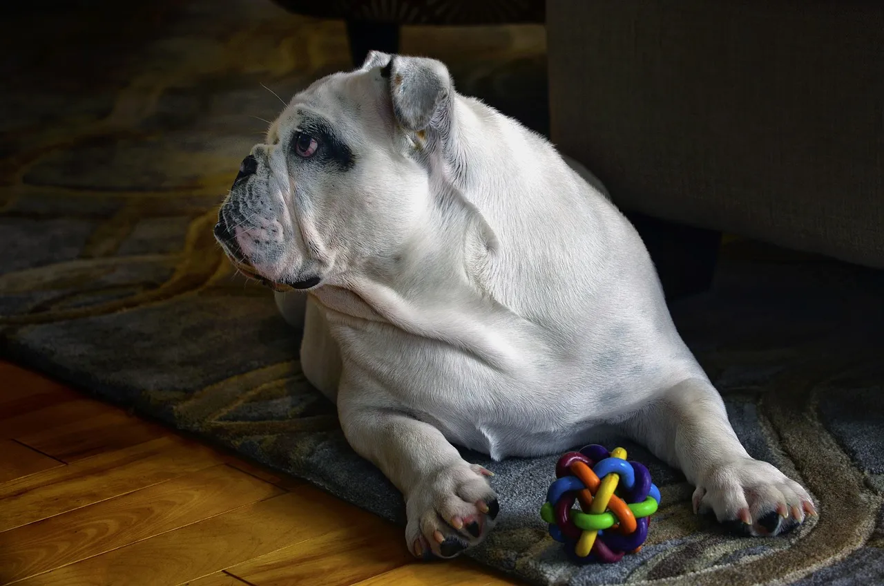 #6 - Ignoring Toys They Once Went Insane For (Image Credits: Pixabay)