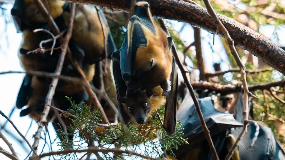 The Fruit Bat Cloud of Zambia (Image Credits: Unsplash)