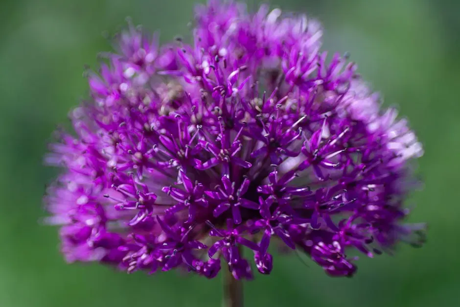 #7 Alliums (Ornamental Onions) (Image Credits: Pexels)