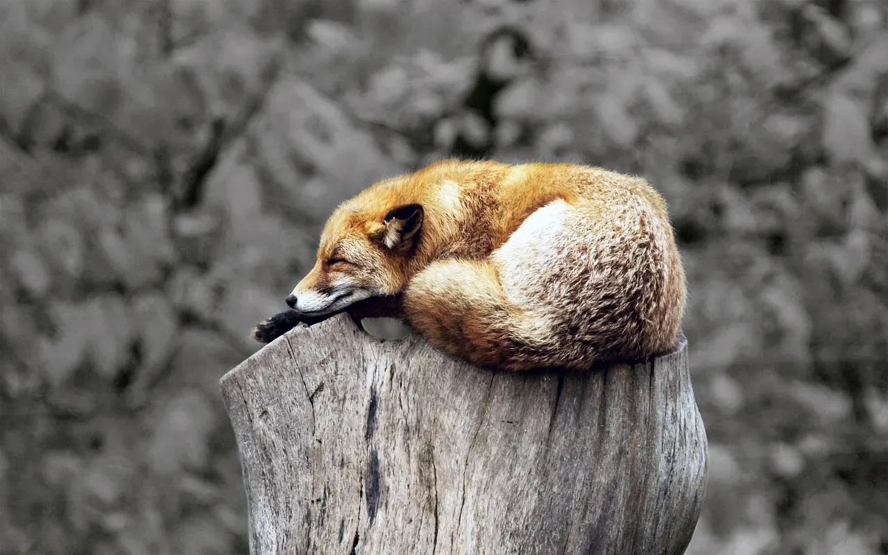 Gray Fox: The Tree-Climbing Wonder (Image Credits: Pixabay)