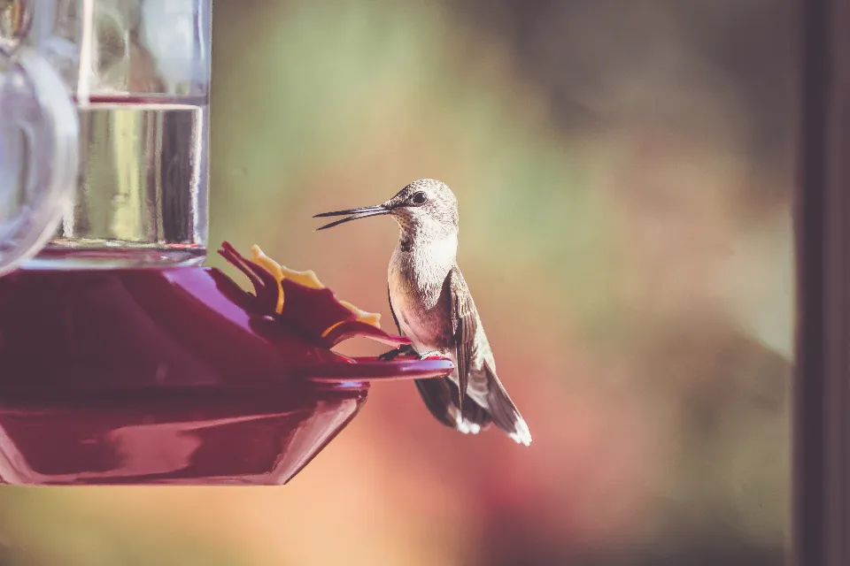 #17 - Your Feeder Is a Life-Or-Death Gas Station, Not a Decoration (Image Credits: Stocksnap)