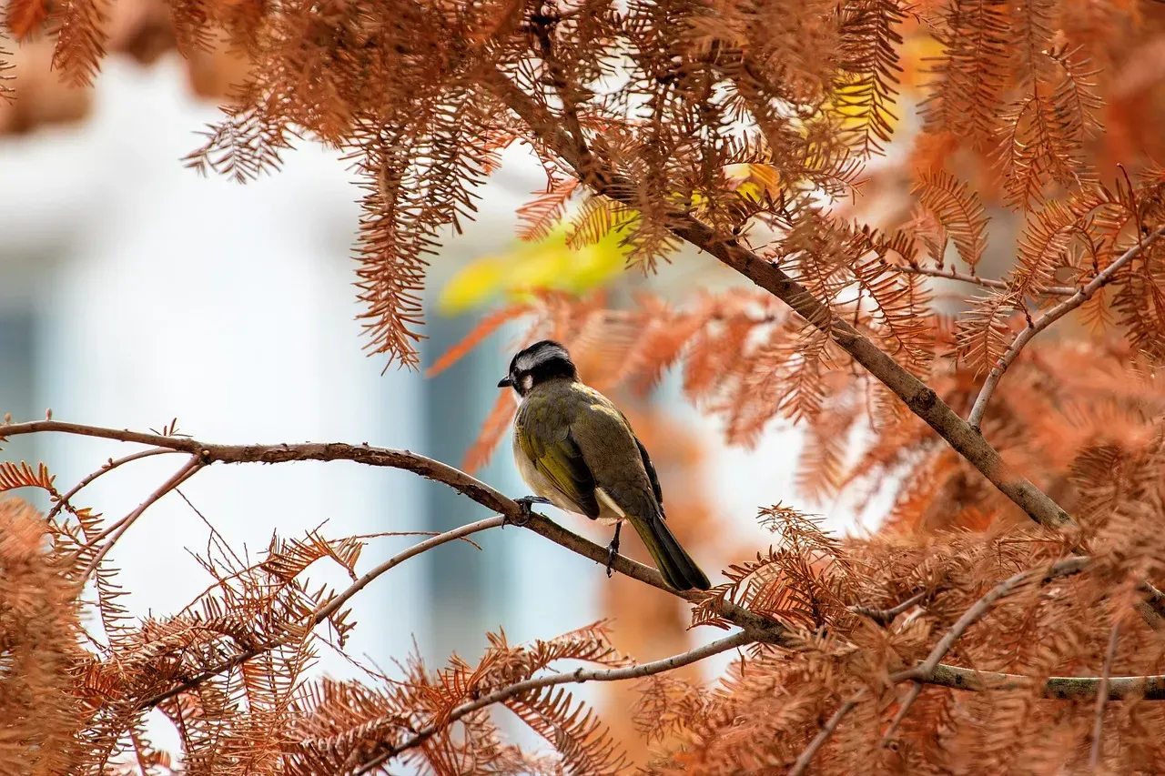 Conclusion: Your Backyard Can Be Part of Something Bigger (Image Credits: Pixabay)