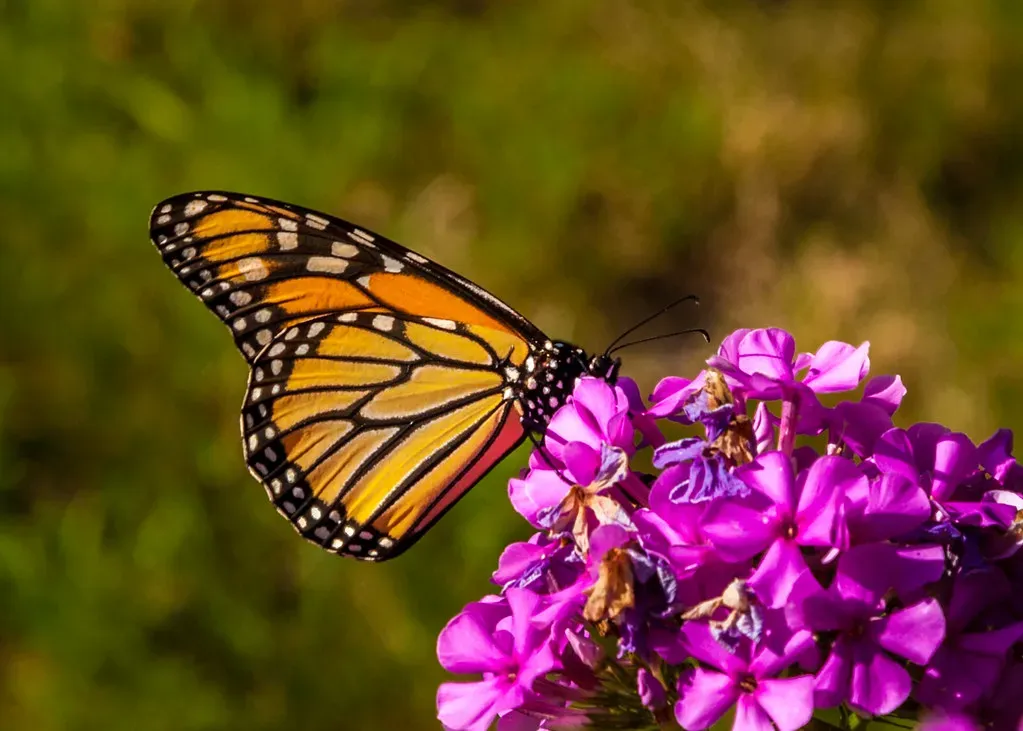 Milkweed: Non-Negotiable for Monarchs (Me in ME, Flickr, CC BY 2.0)